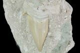 Otodus Shark Tooth Fossil In Rock - Eocene #87031-1